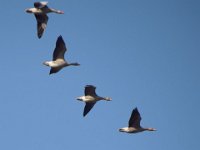 07-12-2014 fliegende Graugaense-1